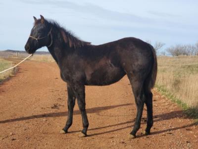 Mia Willow Drift JW <BR> AQHA 6223518